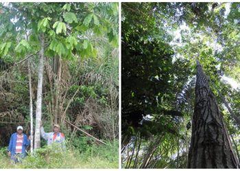 Pesquisa da Ufopa revela potencial de castanheiras para reflorestamento de áreas degradadas