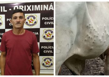 Fazendeiro é acusado de atirar em um boi na zona rural de Oriximiná