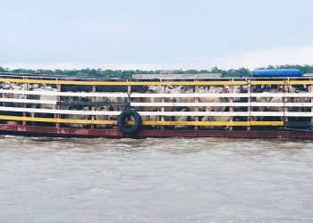 Sefa apreendeu mais de 200 cabeças de gado em Óbidos