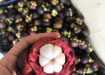 Jovem altamirense vende fruta “Mangostão” para poder casar