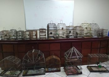 Homem é preso por manter 17 aves silvestres dentro de casa no Pará