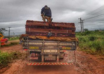 Polícia Federal apreende mais de 90m³ de madeira ilegal no último final de semana
