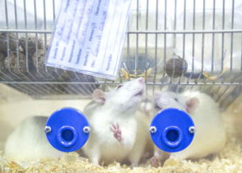 Pesquisa da UEPA abrange desafios éticos no uso de animais em pesquisas