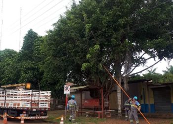 Celpa alerta para os cuidados durante podagem perto da rede elétrica