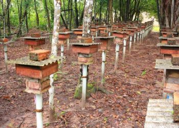 Ciência ajuda produtores de mel paraenses a conquistar seu primeiro selo de inspeção federal