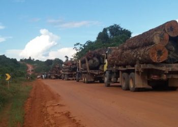 Dezenas de caminhões com madeira são apreendidos em Uruará; veja o vídeo.