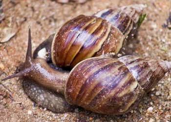 Altamira passa por infestação de caramujo africano