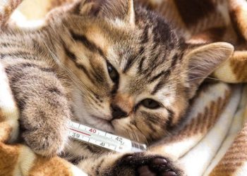 Perigo: doença renal pode matar seu gato. Saiba o que fazer