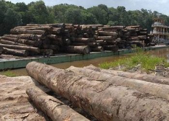 Uruará: Ibama apreende madeira ilegal proveniente de terras indígenas