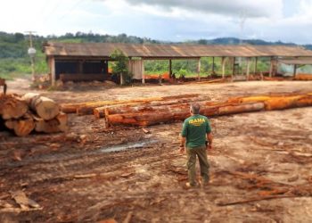 IBAMA apreende mais de 2 mil metros cúbicos de madeira ilegal na Rodovia Transamazônica