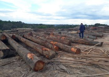 Semas e PM apreendem 700 metros cúbicos de madeira explorada sem autorização