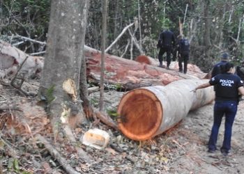 Nove pessoas são presas por extração ilegal de madeira no sudeste do Pará