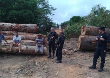Polícia Civil prende 3 pessoas e apreende madeiras de espécie em extinção em Pacajá