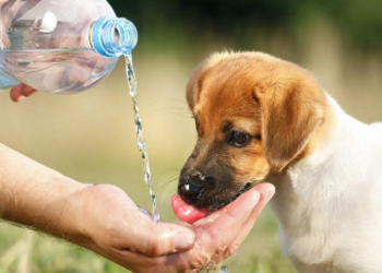 Confira 10 dicas para diminuir o calor do cachorro no verão