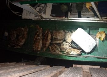 BPA apreende tartarugas da Amazônia em Senador José Porfírio