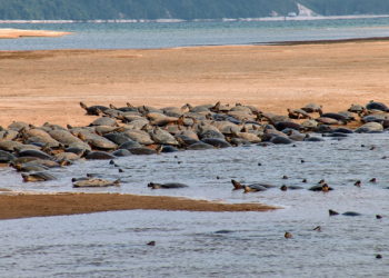 Um dos maiores sítios de reprodução de quelônios do mundo está totalmente vulnerável a caçadores, alerta MPF