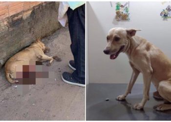 Mulher é autuada pela Semma após mandar vizinho cortar testículos de cão em Santarém