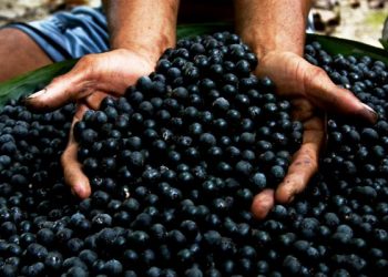 Governo federal planeja ampliar a produção de açaí na Amazônia em parceria com os Estados da região