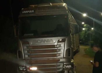 Carga com 95 bois é apreendida pela PRF no Pará