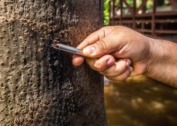 Goma do buritizeiro desponta como grande potencial socioeconômico no Pará