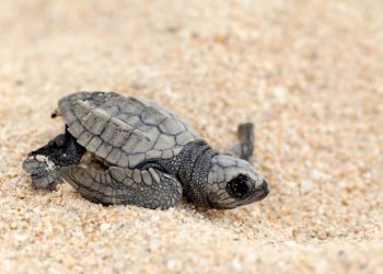 Filhotes de tartaruga de espécie ameaçada de extinção são soltos em praia no PA