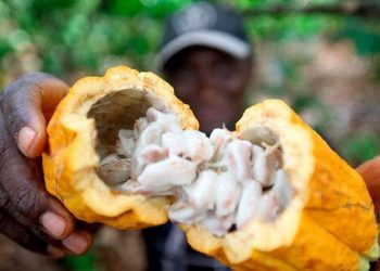 Cacau de Tomé-Açu é o primeiro produto a receber o selo de Indicação de Procedência no Pará