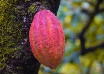 Foto: Wilson Soares / A Voz do Xingu