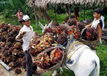 Setor agropecuário no Pará voltou a apresentar crescimento na geração de emprego