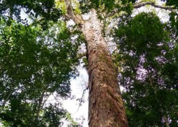 Pesquisadores encontram árvore mais alta da Amazônia e dizem que ‘até o momento’ está salva das queimadas