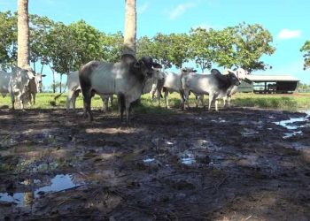 Indústria de carne do Pará começará a exportar para China antes do final deste ano