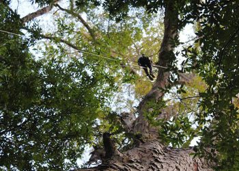 Maior árvore da Amazônia é encontrada no Pará