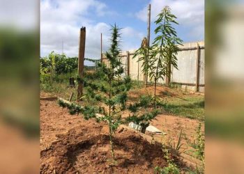 Policiais encontram terreno com vários pés de maconha em Altamira