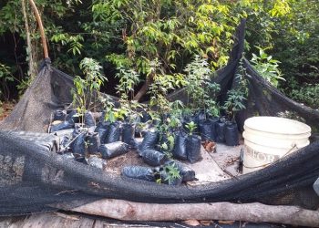 Polícia Civil de Novo Progresso apreende plantação de maconha em fazenda