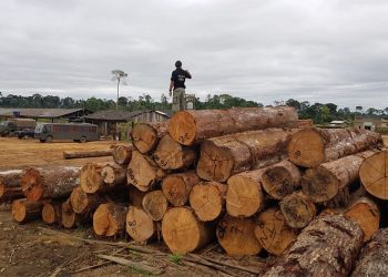 Marinha apreende 962 toras de madeira em empresa ligada a tenente-coronel do Pará