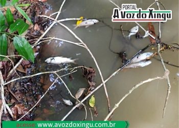 Agricultores denunciam crime ambiental no Assurini