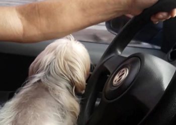 Detran orienta sobre o transporte correto de animais