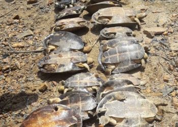 Polícia desbanca comércio ilegal de animais em Altamira