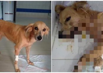 Cadela que foi esfaqueada ao tentar proteger os donos de assalto recebe alta em Santarém