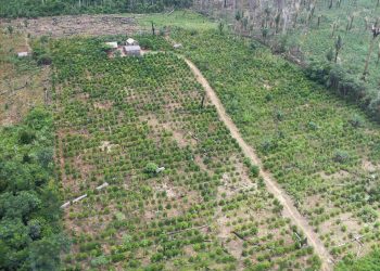 Fazendeiro é condenado a pagar R$ 3 milhões por desmatar área de floresta no Pará