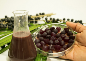 Pesquisadores da Embrapa criam jujuba de açaí e salgadinho de pupunha