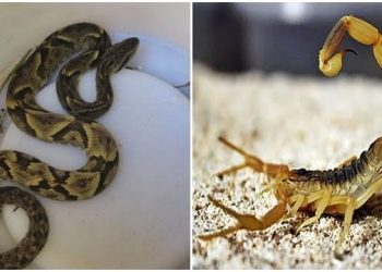 Pará é o terceiro estado do Brasil com maior número de mortes por animais peçonhentos