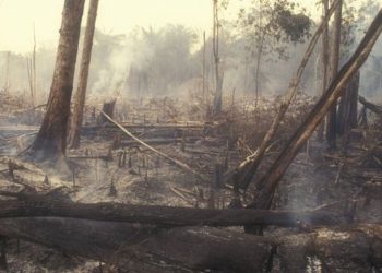 Pará é responsável por quase 40% da área desmatada na Amazônia, aponta Inpe