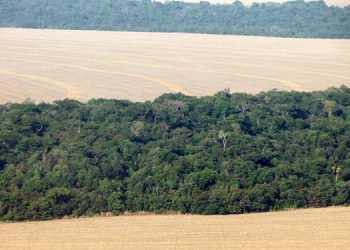 Capes deve liberar R$ 7 milhões para pesquisas na Amazônia Legal