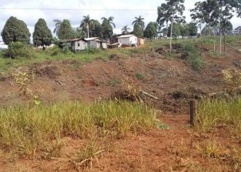 Servidor da Secretaria de Meio Ambiente de Medicilândia é acusado de desmatamento