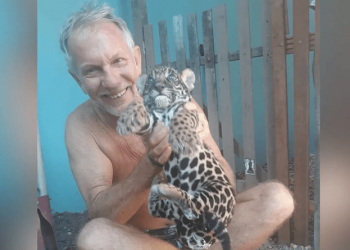 Filhote de onça-pintada é resgatado na Resex Tapajós-Arapiuns e levado para o Acre