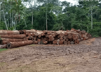 Ibama apreende cerca de 3.500 m³ de madeira de exploração ilegal na região do Corta Corda, no PA