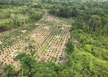 PF destrói 360 mil pés de maconha em terras indígenas no Pará e no Maranhão
