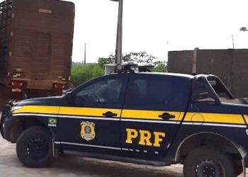 PRF apreende caminhão com 70 bois vivos em Altamira, no Pará