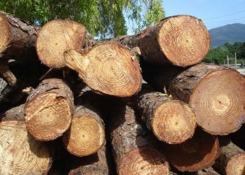 Operação apreende quase 80 m³ de madeira ilegal no sudoeste paraense