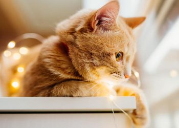 Decoração de Natal pode ser um perigo para os pets